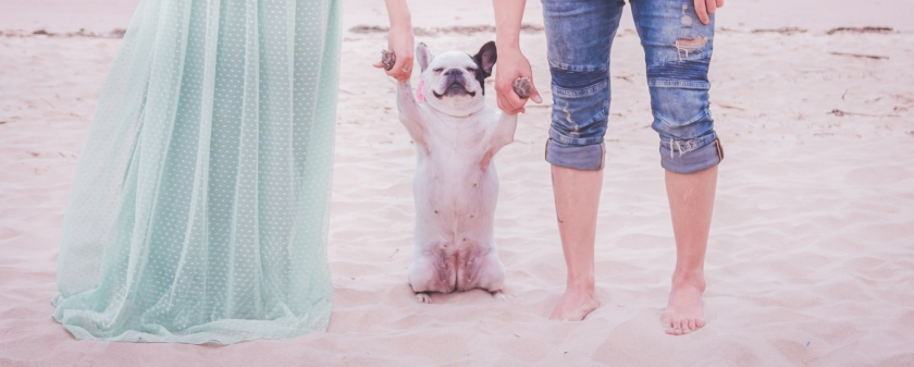 Preboda en la playa. B+R+B. Bulldog francés.